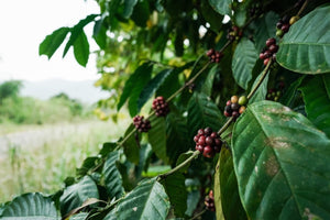 Robusta Coffee Cherries from Ghana